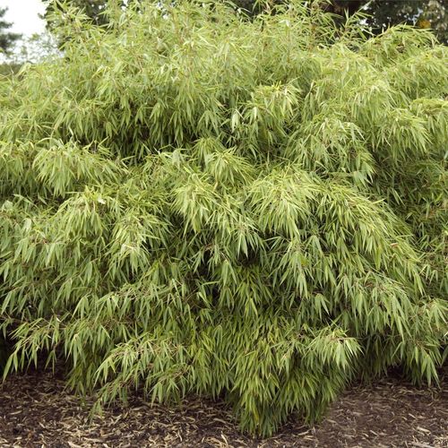 Fountain Bamboo | Fargesia Rufa (90cm)