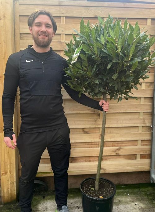 3/4 Standard Bay Tree | Laurus nobilis |170-180cm (Multibuy Offers Available)