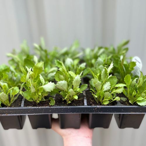 Trailing Lobelia (Tray of 20)