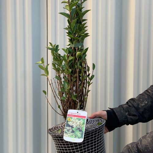 Ligustrum ovalifolium - Privet Hedging (10 Plants)