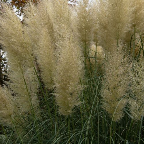 Pampas Grass - Cortaderia selloana White Plume - 50-60cm
