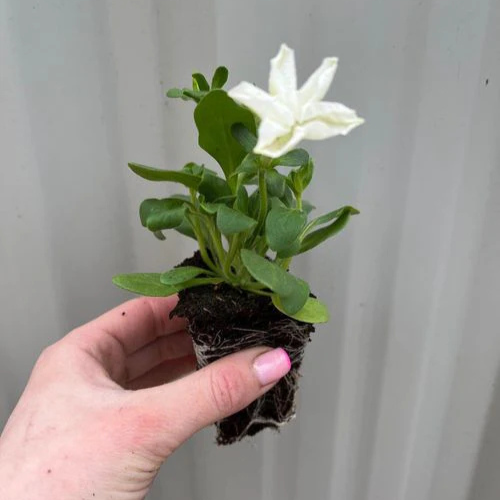 Petunia Tray (Tray of 20 Plants)