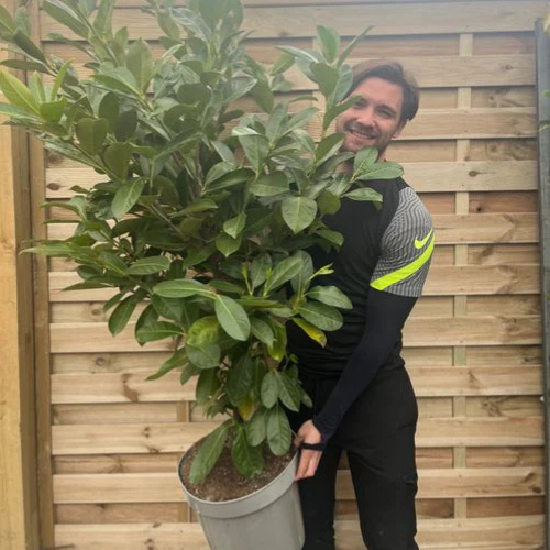 6ft Established Bushy Potted Cherry Laurel Hedge Plants 150-180cm.