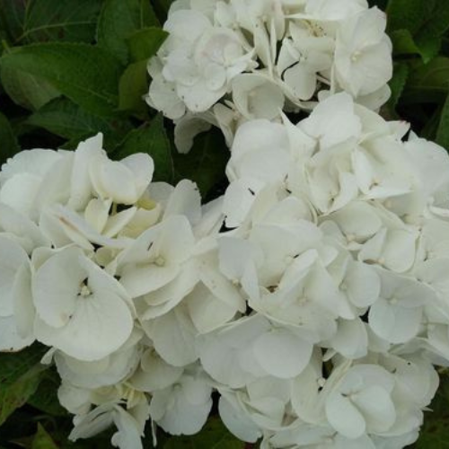 Hydrangea macrophylla 'Shakira' 9cm (PRE ORDER APRIL 2025)