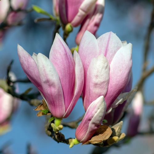 MagnoliaSoulangeana.jpg