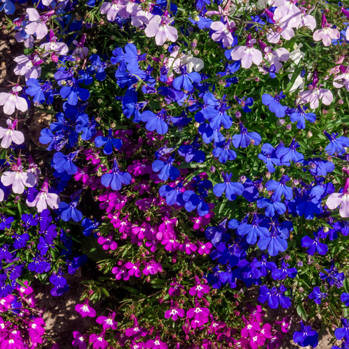 Trailing Lobelia (Tray of 20)