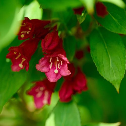Weigela florida 'Cherry Love' 9cm (PRE ORDER MARCH 2025)