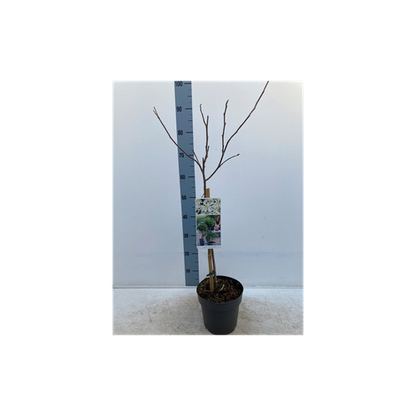 Magnolia stellata Standard Tree | Star Magnolia 90-100cm