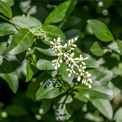 Ligustrum ovalifolium - Privet Hedging (10 Plants)