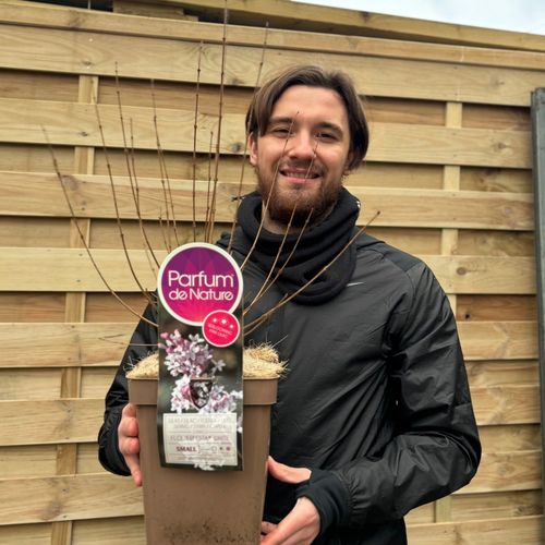 Syringa 'Flowerfesta White' Mini/Dwarf Lilac 4L