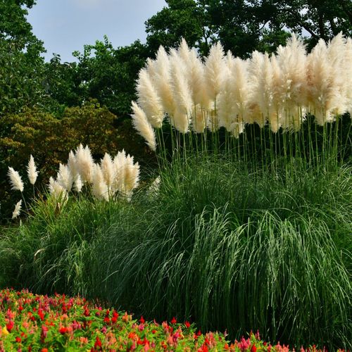 Pampas Grass - Cortaderia selloana White Plume - 50-60cm