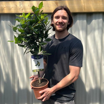Standard Bay Tree | Laurus nobilis (Multibuy Offers Available) (2 for £47.50)