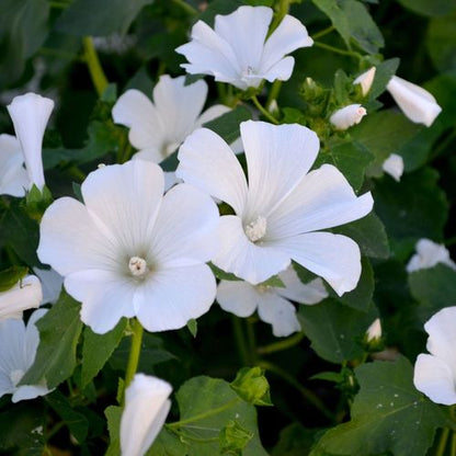 Lavatera 'Marshmallow Ice White' 9cm (PRE ORDER MARCH 2025)