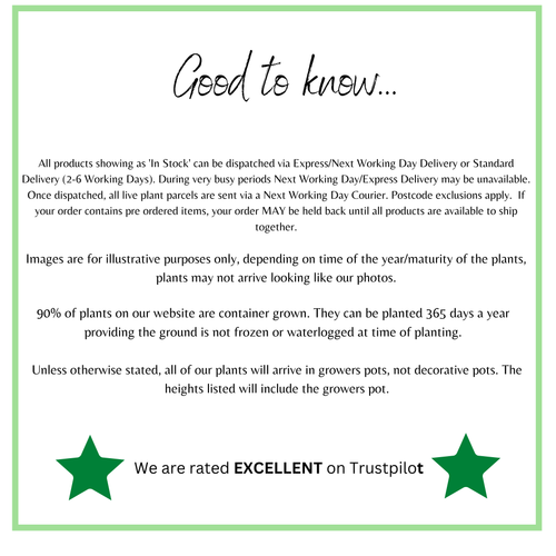 Hibiscus syriacus 'Woodbridge'