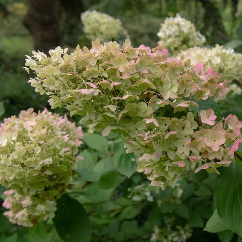 Hydrangea paniculata 'Unique' 1L (30-40cm inc pot)