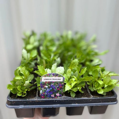 Trailing Lobelia (Tray of 20)