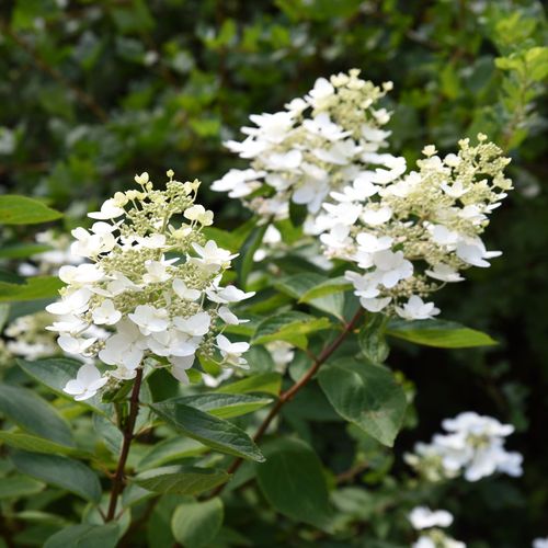 Hydrangea paniculata 'Unique' 1L (30-40cm inc pot)