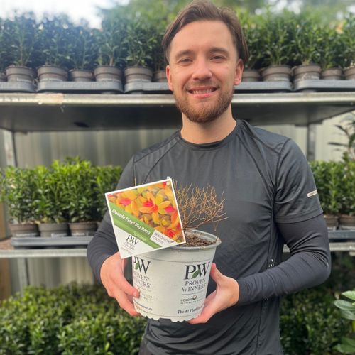 Spiraea Double Play 'Big Bang' 3L