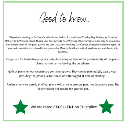 Honeysuckle 'Hall's Prolific' | Lonicera japonica 70cm