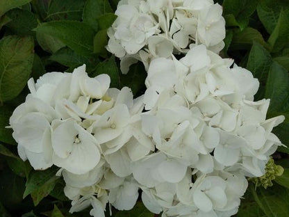Hydrangea macrophylla 'Shakira' 9cm (PRE ORDER APRIL 2025)