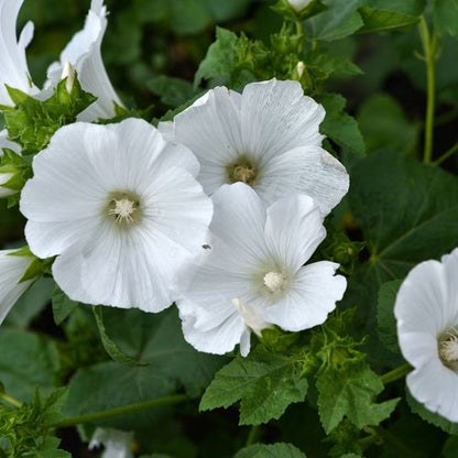 Lavatera 'Marshmallow Ice White' 9cm (PRE ORDER MARCH 2025)