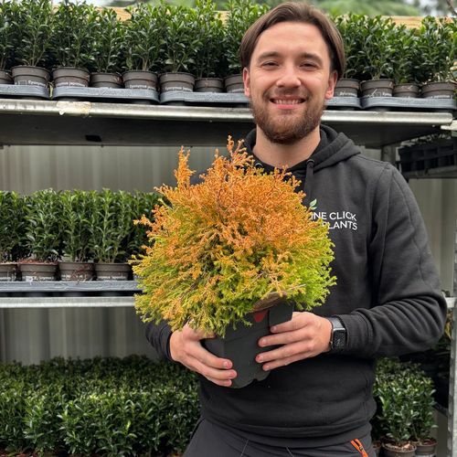 Thuja occidentalis 'Rheingold' 2L