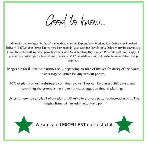 Hydrangea paniculata 'Unique' 1L (30-40cm inc pot)