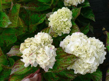 Hydrangea macrophylla 'Shakira' 9cm (PRE ORDER APRIL 2025)