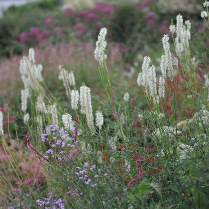 Sanguisorba White Brushes 2L