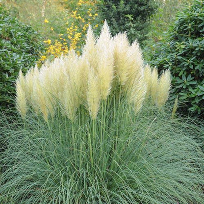 Pampas Grass - Cortaderia selloana White Plume - 50-60cm