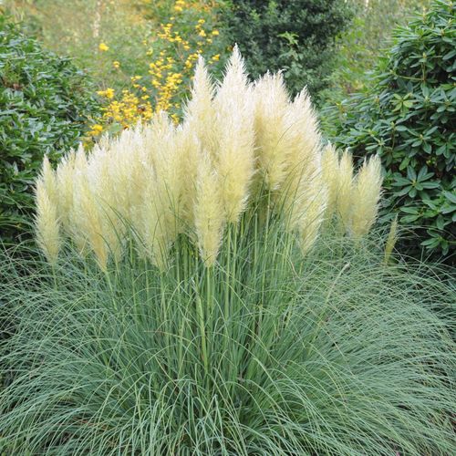 Pampas Grass - Cortaderia selloana White Plume - 50-60cm